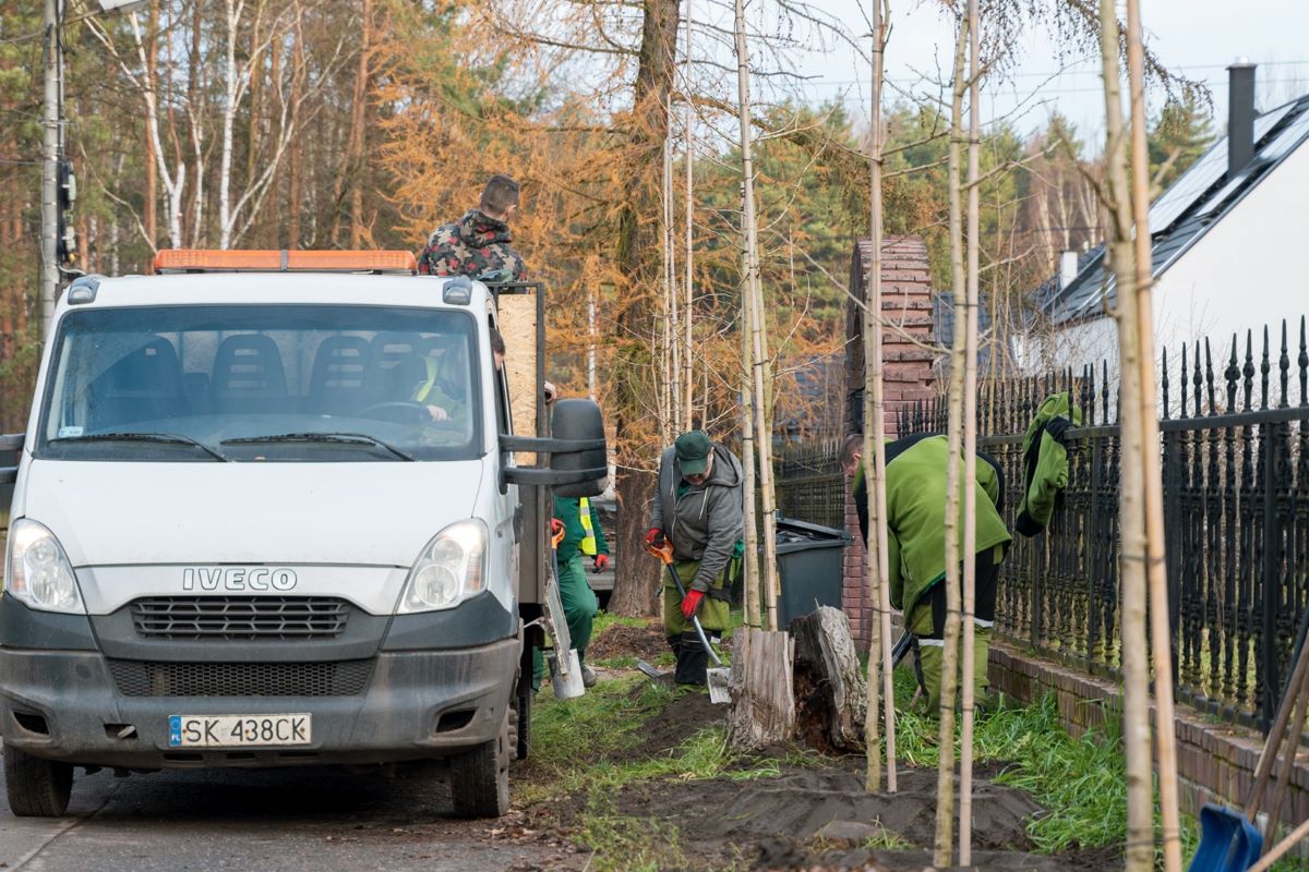 Nowe drzewa w Katowicach: bezpieczniej i bardziej zielono