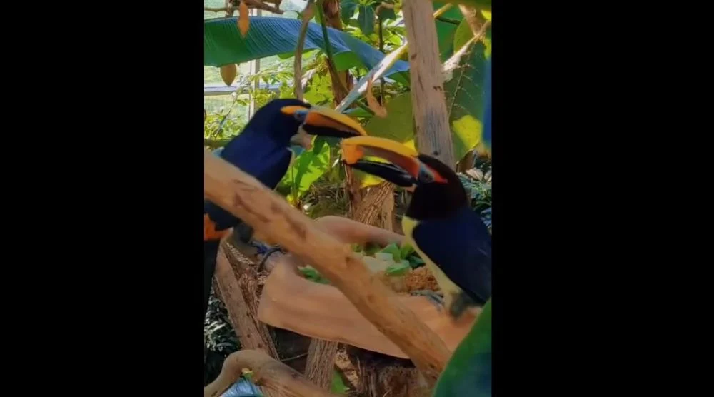 Samica tukana Arasari doczekała się towarzysza – nowy ptak w Śląskim Zoo