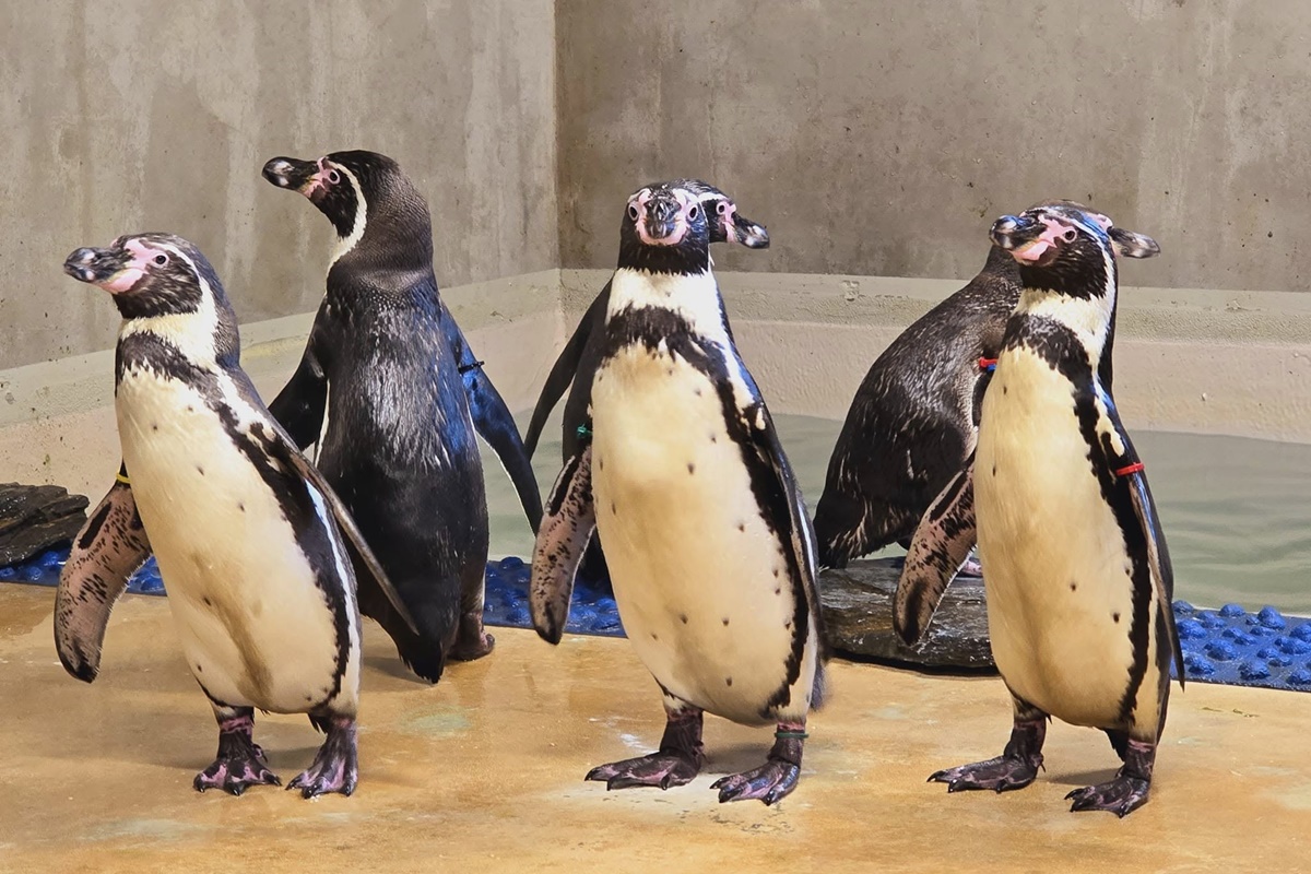 Nowi mieszkańcy w Śląskim Zoo – cztery samiczki pingwina Humboldta