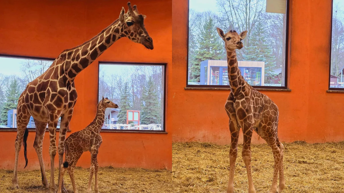 Nowy członek rodziny w Śląskim Zoo – samiczka żyrafy na świecie!