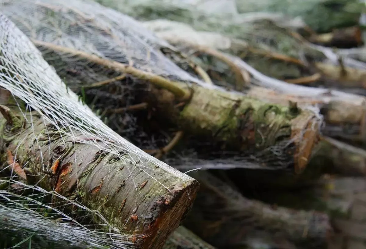 Zniknęły choinki z placu kościelnego – parafia prosi o pomoc