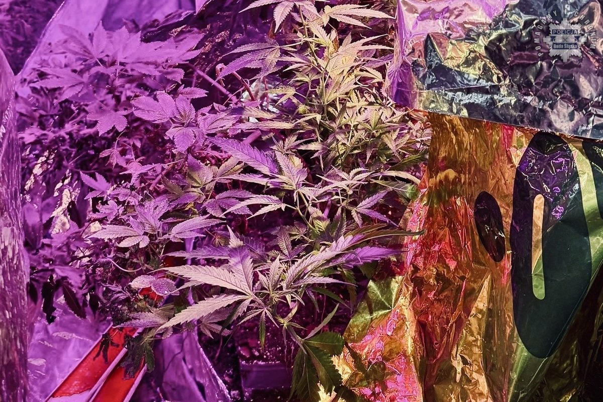 Policjanci zlikwidowali domową uprawę marihuany w Rudzie Śląskiej