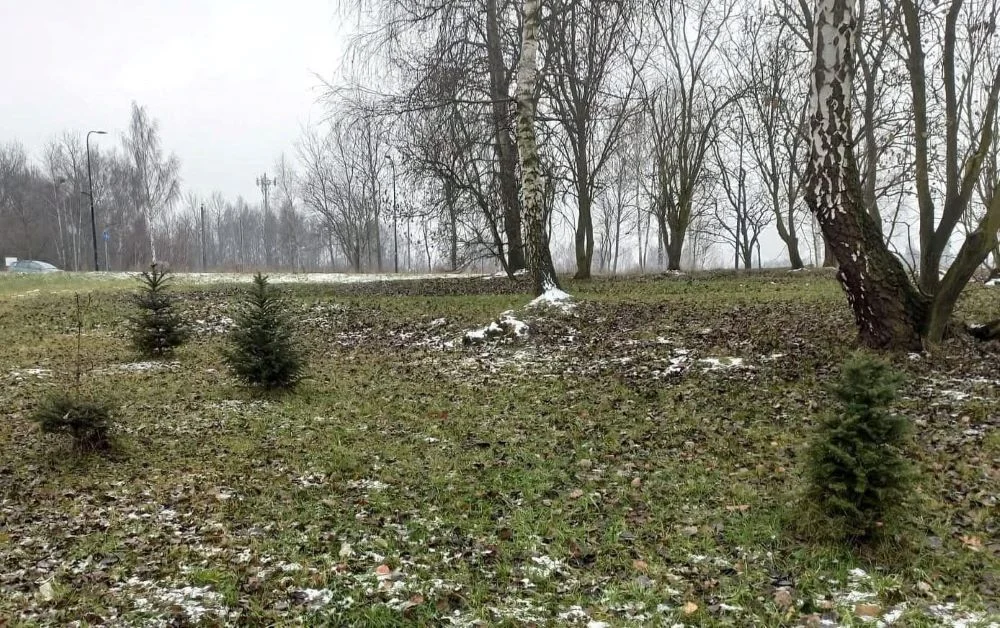 Nie wiesz co zrobić z choinką? Możesz dać jej drugie życie!