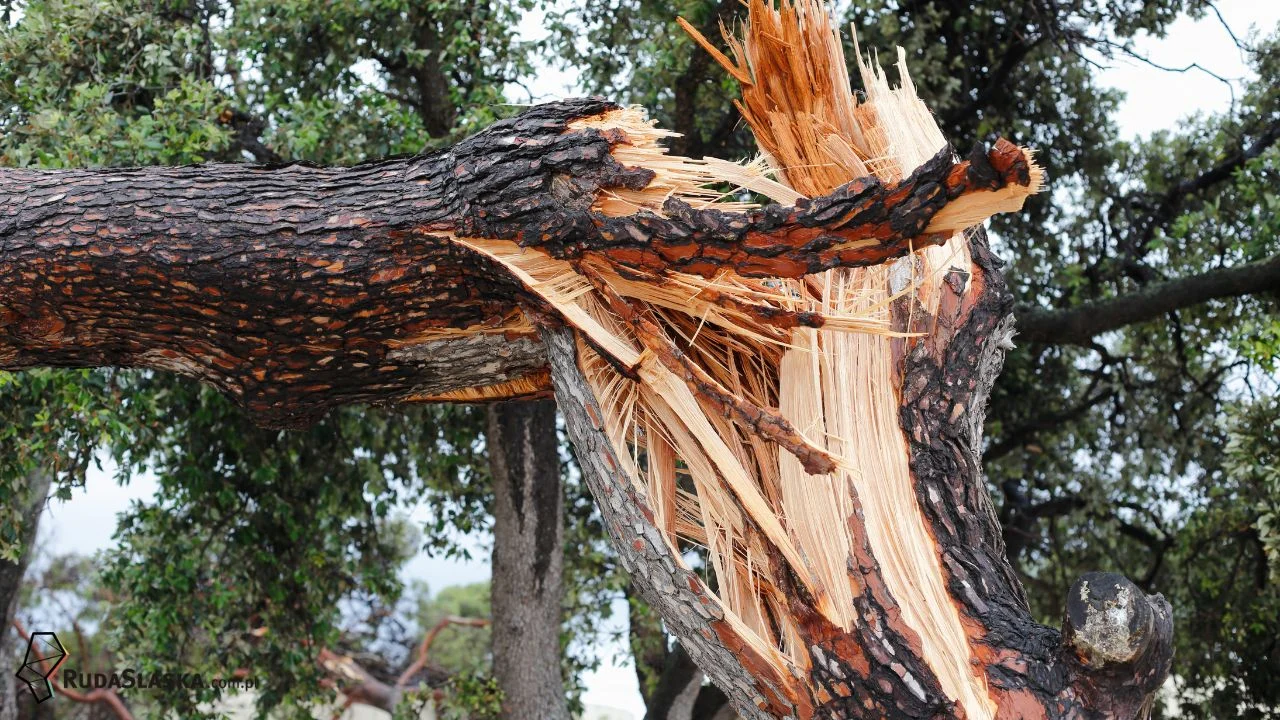 Silne wiatry nad Rudą Śląską. Strażacy interweniowali dwukrotnie w nocy