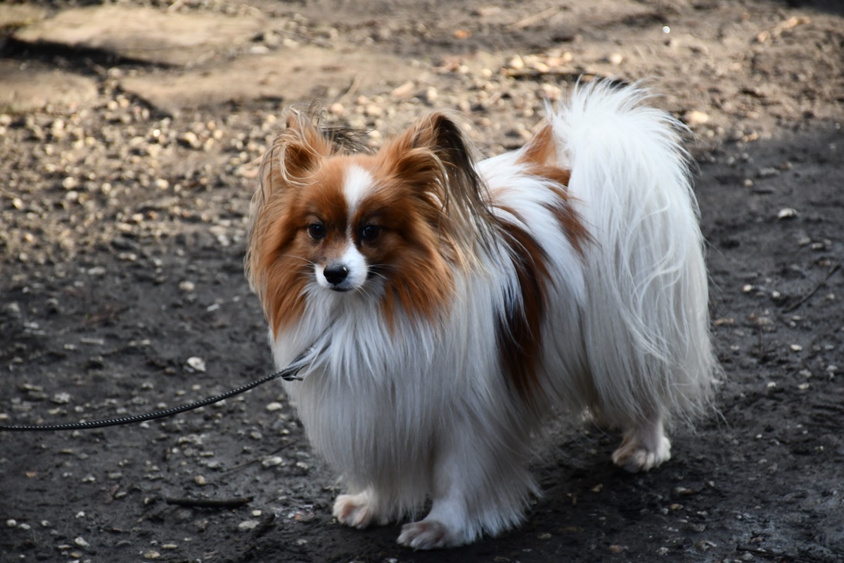 33. Finał WOŚP w Rudzie Śląskiej 63