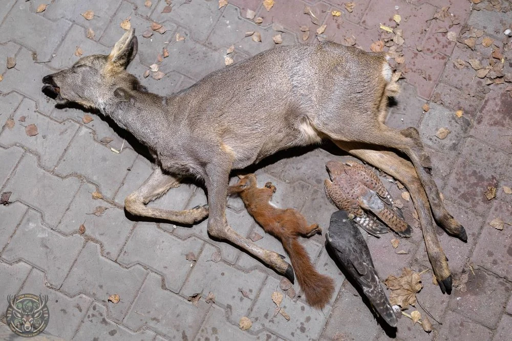 Mocny apel Leśnego Pogotowia – takie skutki ma sylwester dla zwierząt