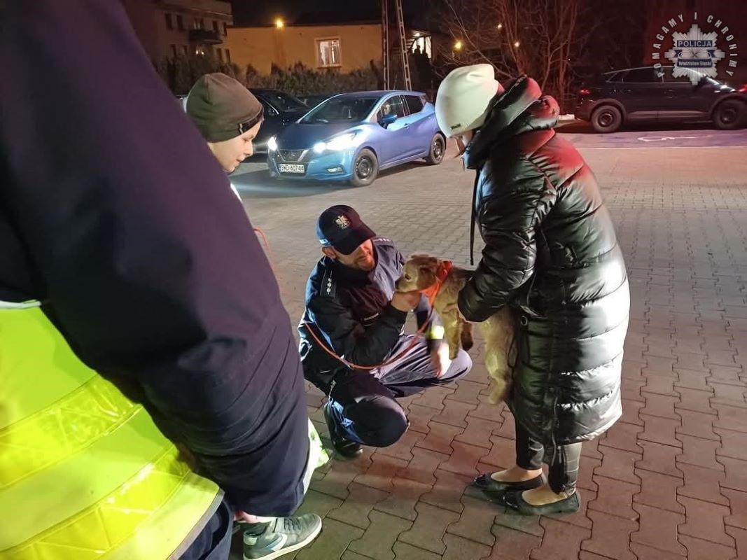 "Jak dobrze Cię widzieć" – Wodzisławscy mundurowi dbają o pieszych! 3