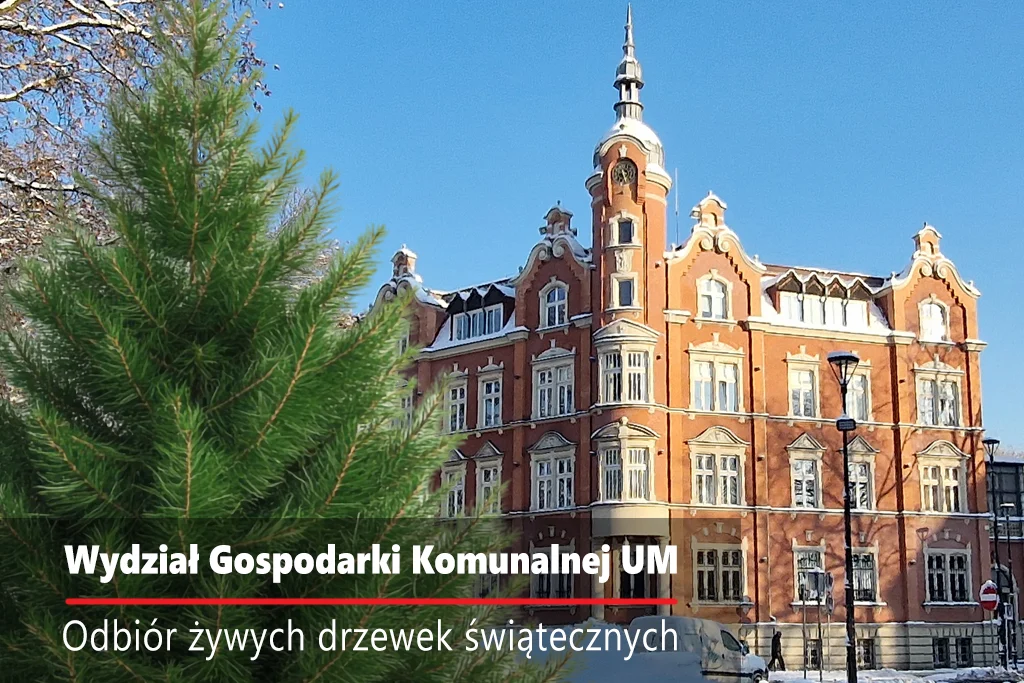 Odbiór żywych choinek w Siemianowicach – sprawdź szczegóły!