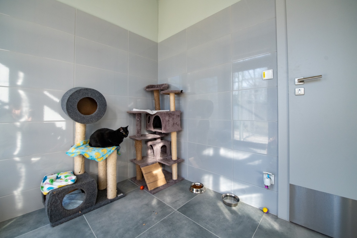 Nowa przestrzeń dla zwierząt – schronisko w Tychach po rozbudowie! 1