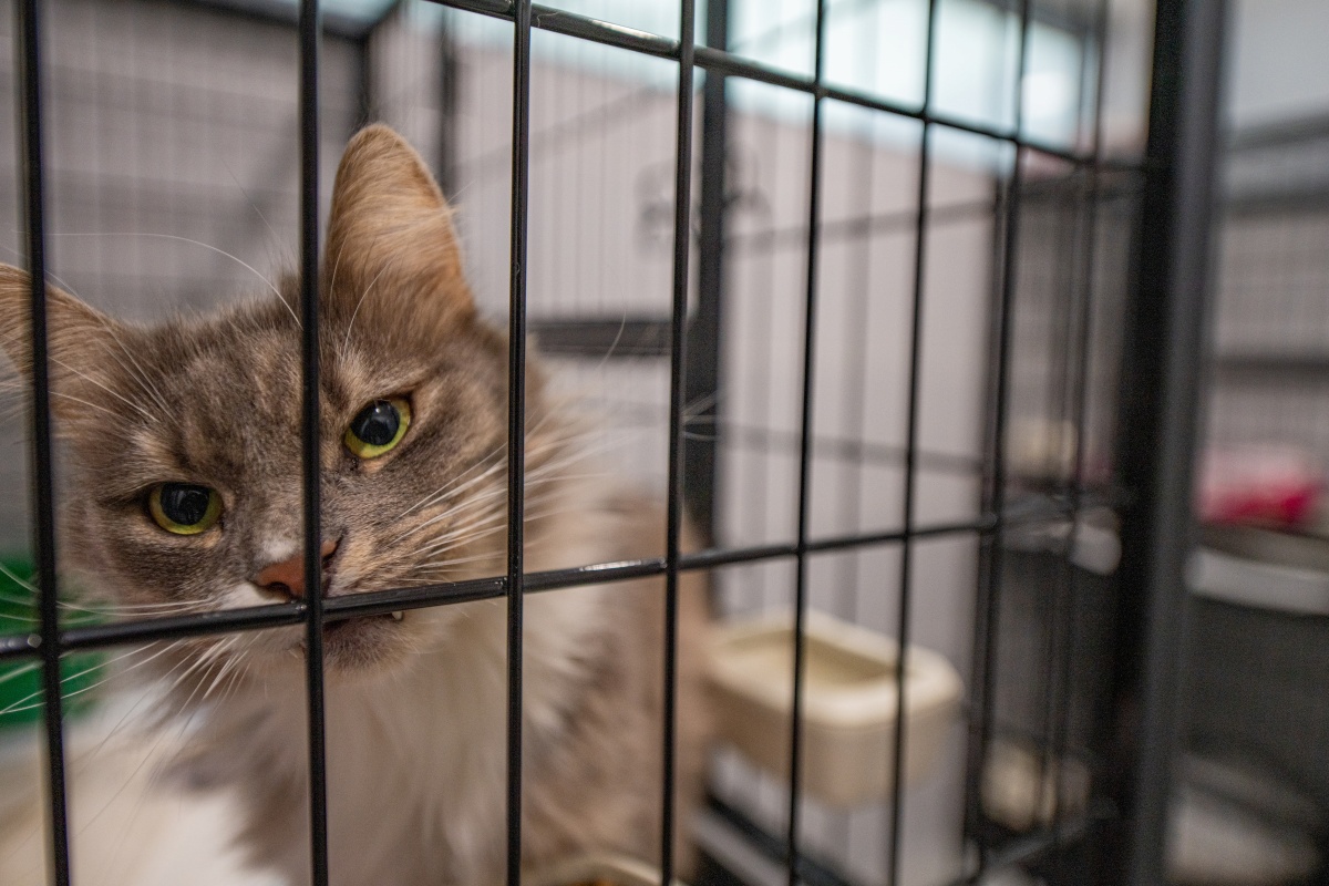 Nowa przestrzeń dla zwierząt – schronisko w Tychach po rozbudowie! 2