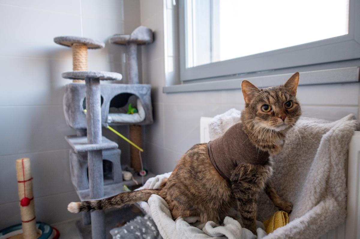 Nowa przestrzeń dla zwierząt – schronisko w Tychach po rozbudowie! 7