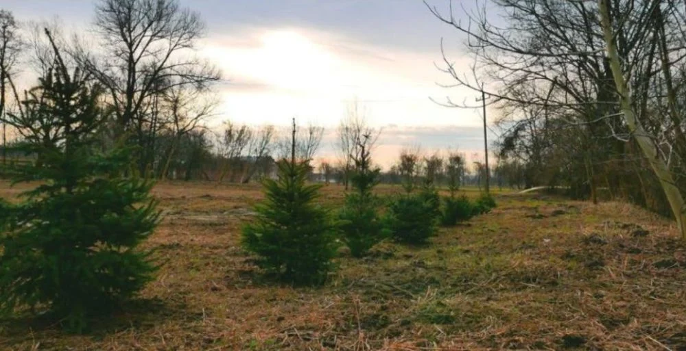 Podaruj drugie życie swojej choinkce – ZGK organizuje akcję odbioru drzewek!