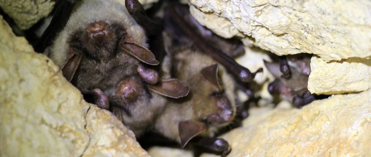 Ochrona nietoperzy w regionie – zgłoś ich siedlisko do RDOŚ do końca lutego!
