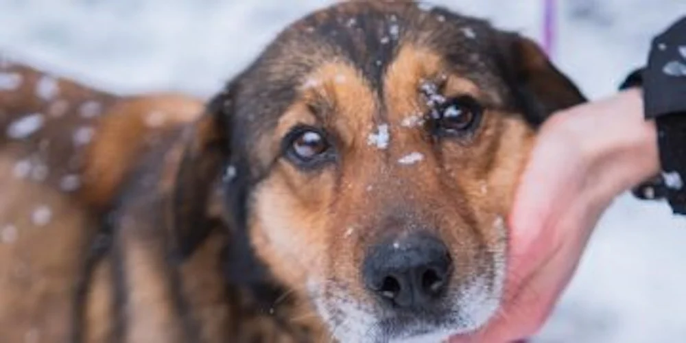 Przed nami styczniowy „Bieg na 6 łap”!
