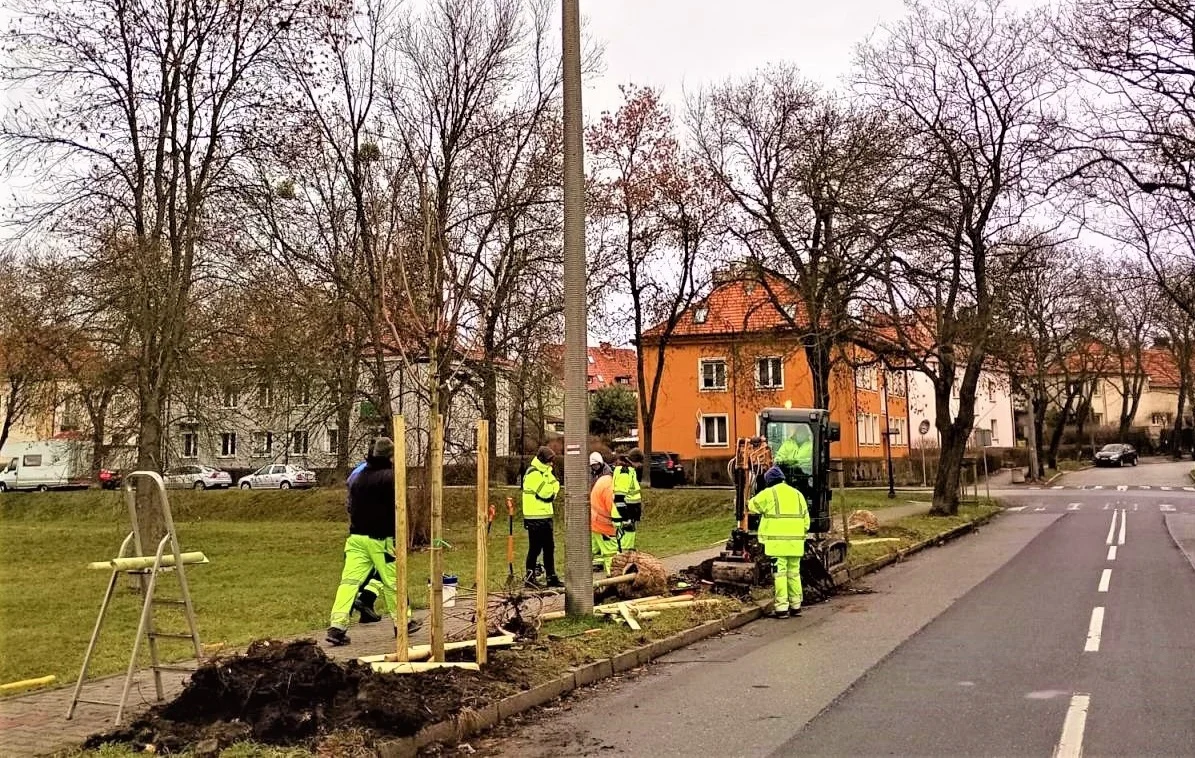 Aleję przy ul. Sobieskiego uzupełniły klony!