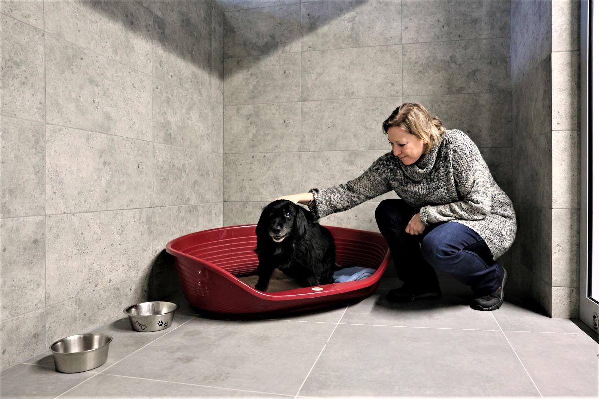 Gliwickie schronisko dla zwierząt już po modernizacji. Zwierzaki mają więcej miejsca!