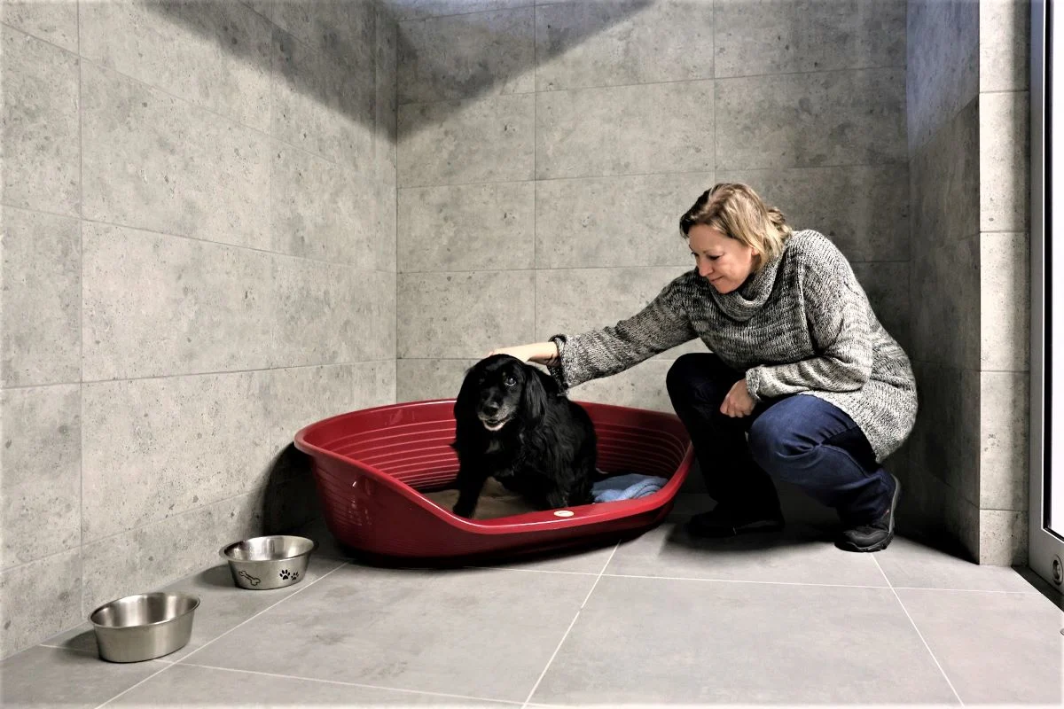 Gliwickie schronisko dla zwierząt już po modernizacji. Zwierzaki mają więcej miejsca!