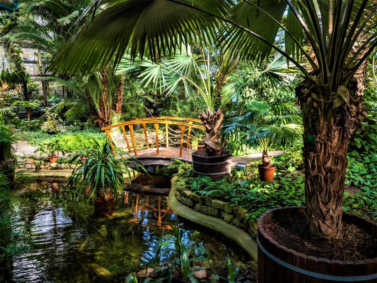 Gorące tropiki w sam raz na ferie! Palmiarnia Miejska czynna będzie 7 dni w tygodniu