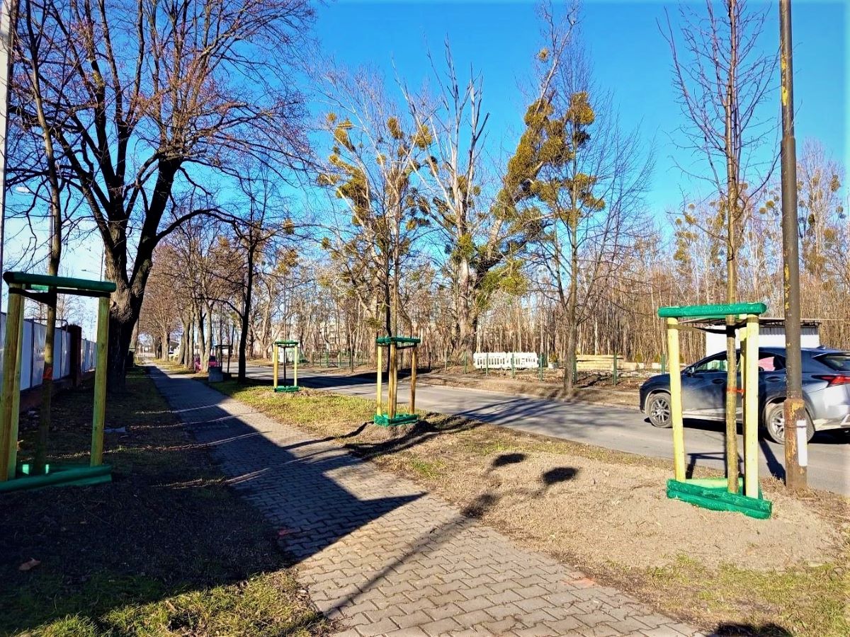 Zabytkowy szpaler drzew przy Sowińskiego odzyskuje swój dawny wygląd!