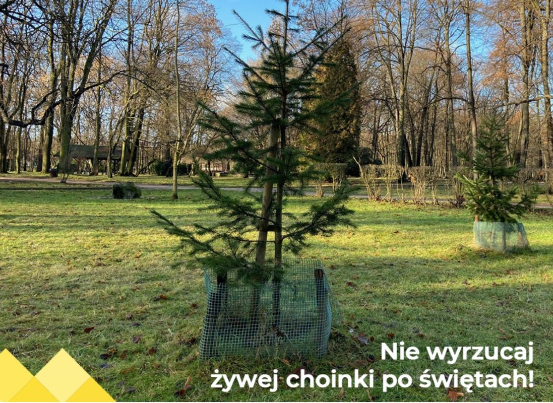 Siódma edycja akcji „Choinka do MZDiM” – posadź drzewko w miejskim parku