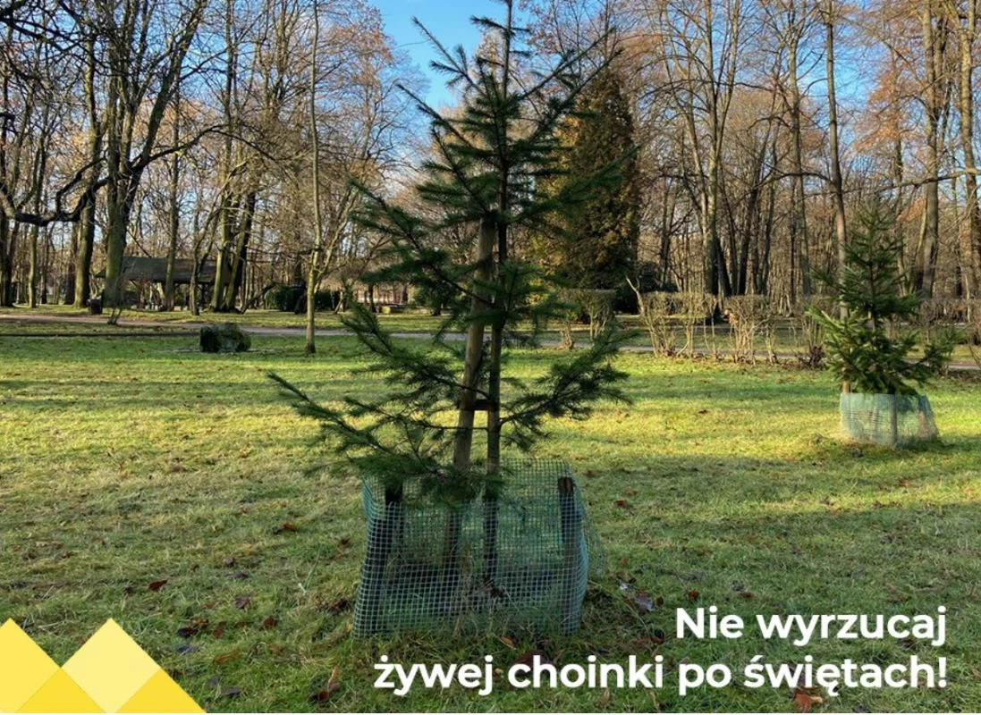 Siódma edycja akcji „Choinka do MZDiM” – posadź drzewko w miejskim parku