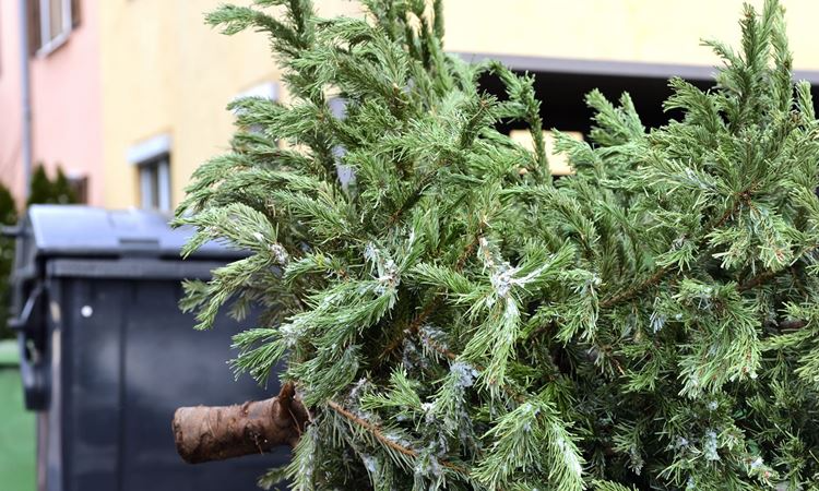 Sprawdź gdzie w Sosnowcu wyrzucić ciętą choinkę