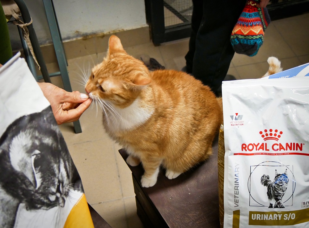 Pomoc dla bezdomnych kotów – Powiat Mikołowski wspiera Stowarzyszenie Pro Animali