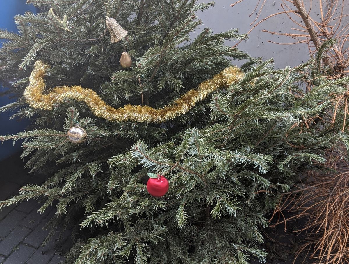 Ekologiczne pożegnanie choinki w Katowicach