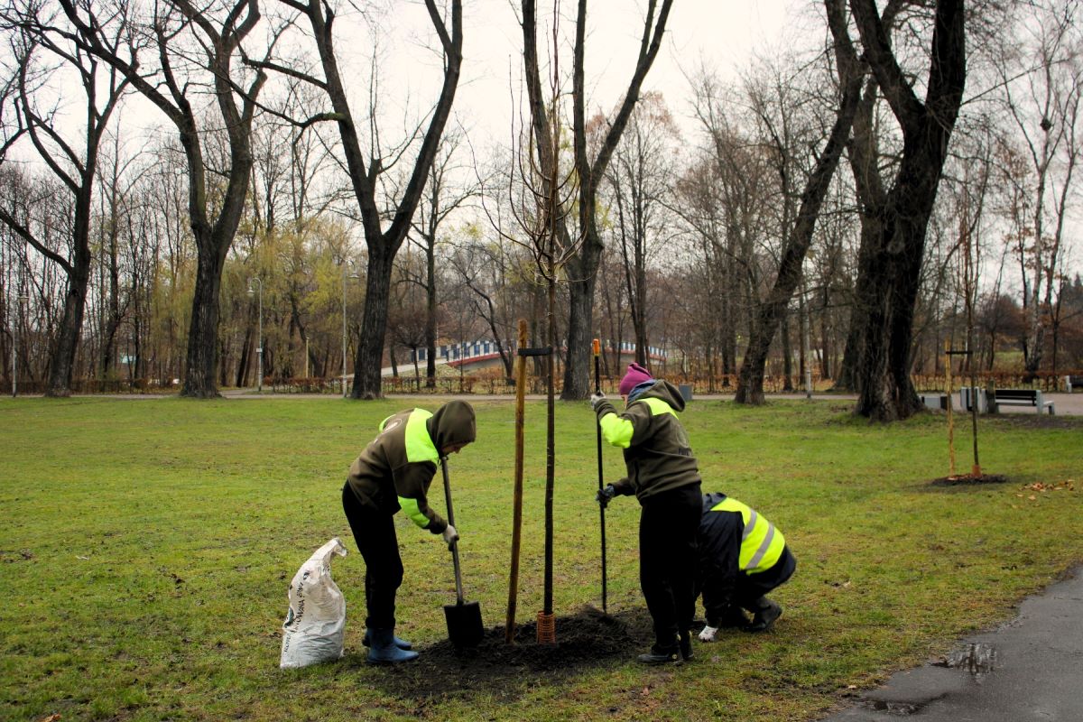 Katowice zyskają niemal 1200 nowych drzew
