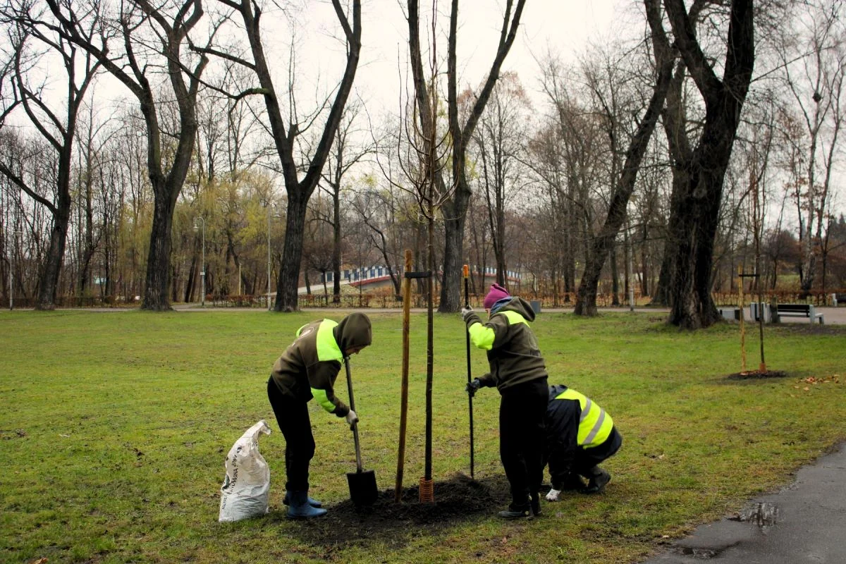 Katowice zyskają niemal 1200 nowych drzew