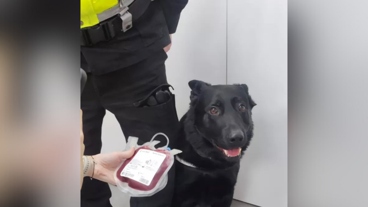 Katowicki pies służbowy Wader bohaterem – uratował życie Yorka