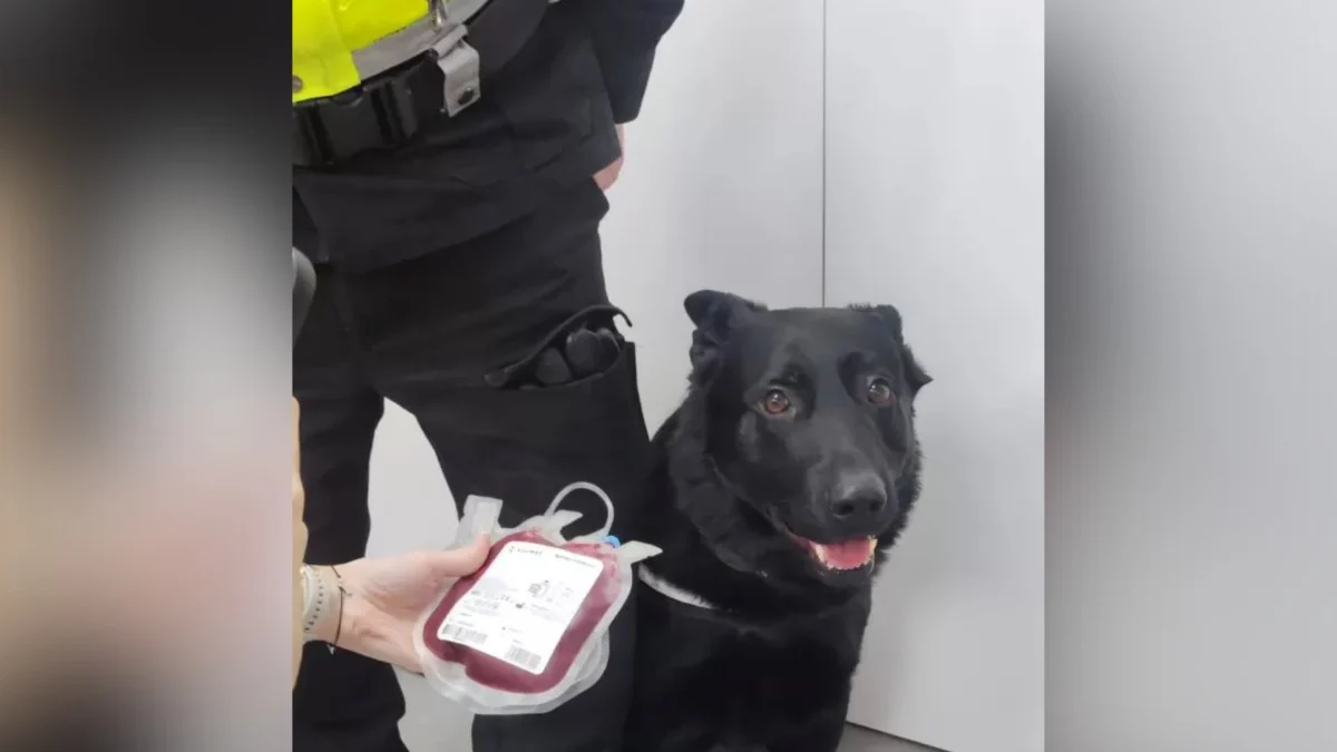 Katowicki pies służbowy Wader bohaterem – uratował życie Yorka