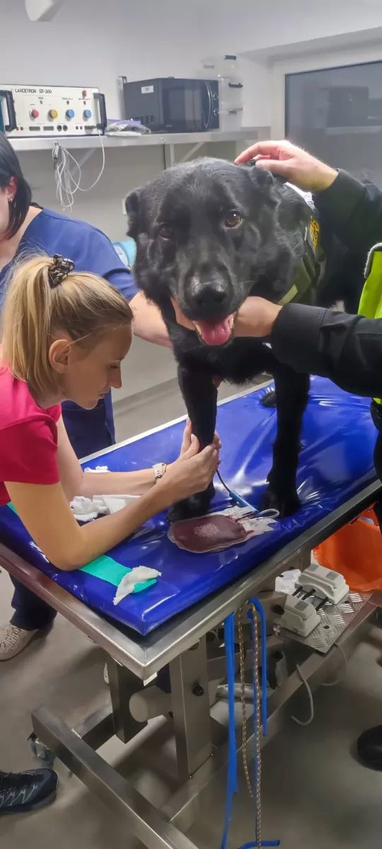 Katowicki pies służbowy Wader bohaterem – uratował życie Yorka