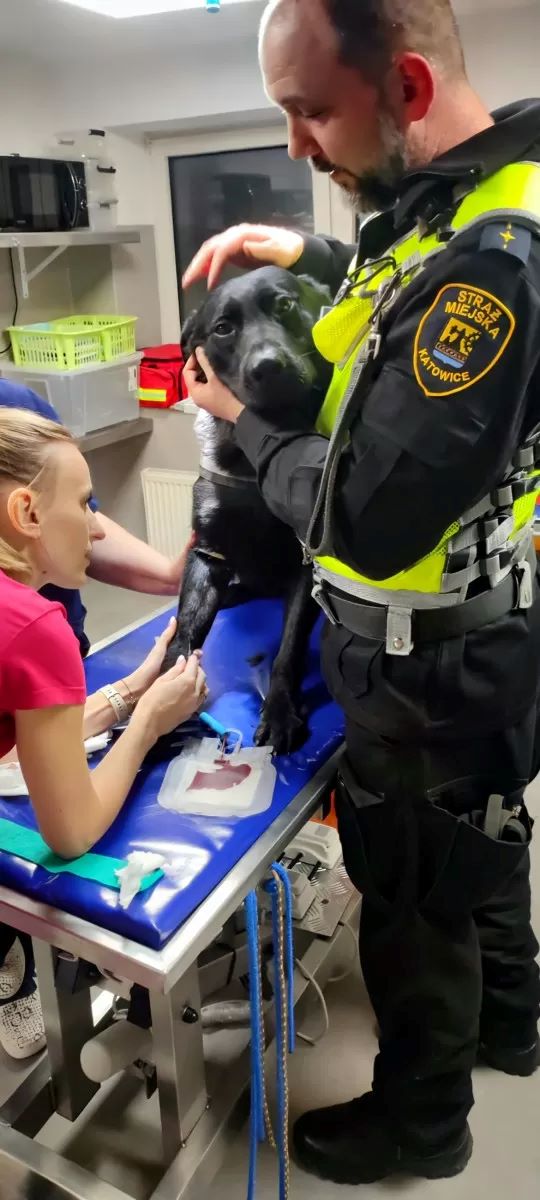 Katowicki pies służbowy Wader bohaterem – uratował życie Yorka