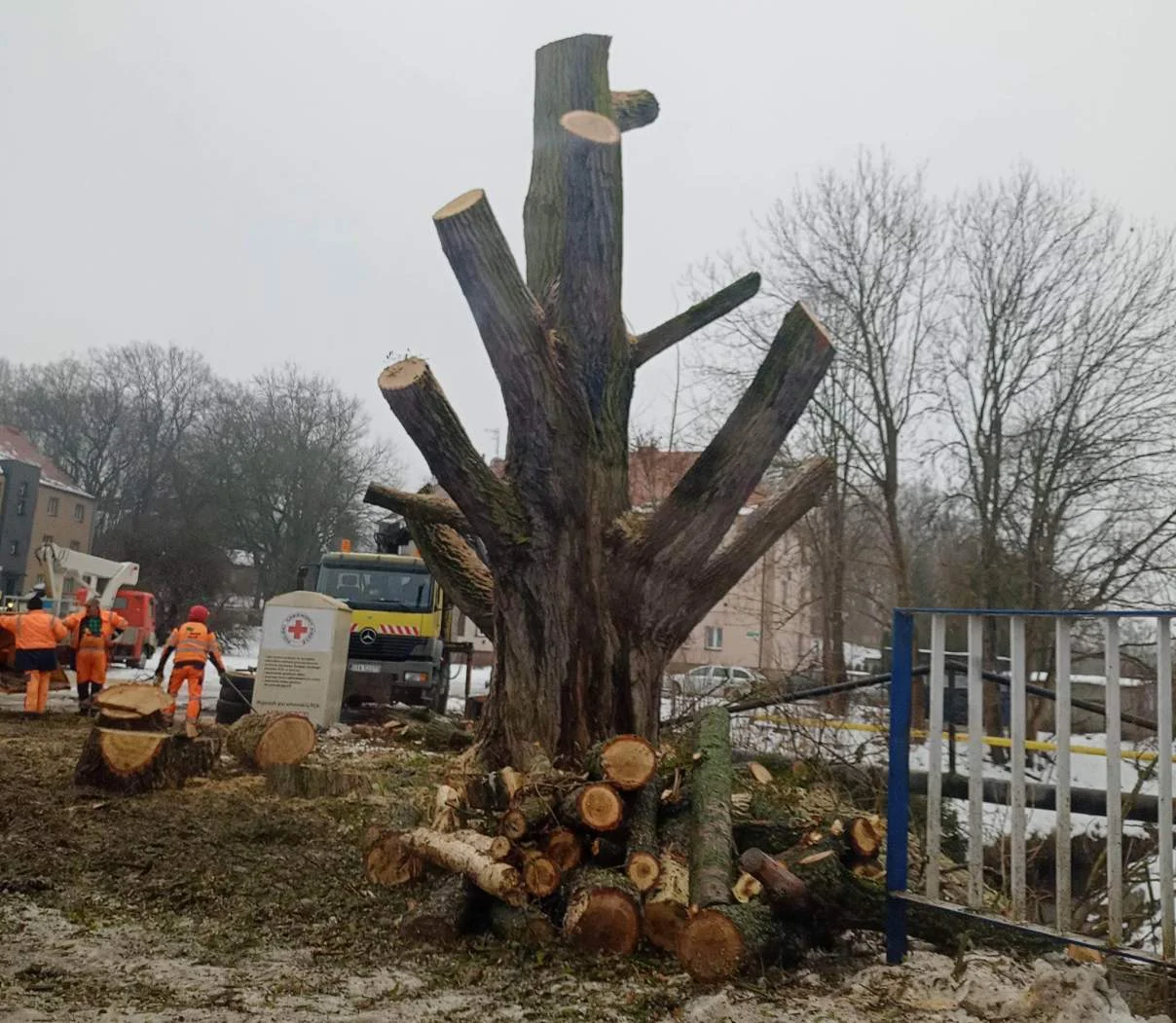 Topola w Rokitnicy ścięta. Miasto się tłumaczy