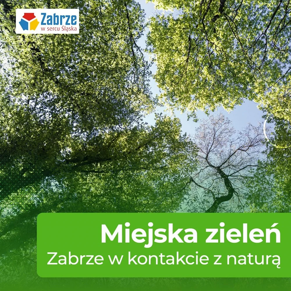 Zmiany w utrzymaniu zieleni miejskiej w Zabrzu – nowe rozwiązania od II kwartału