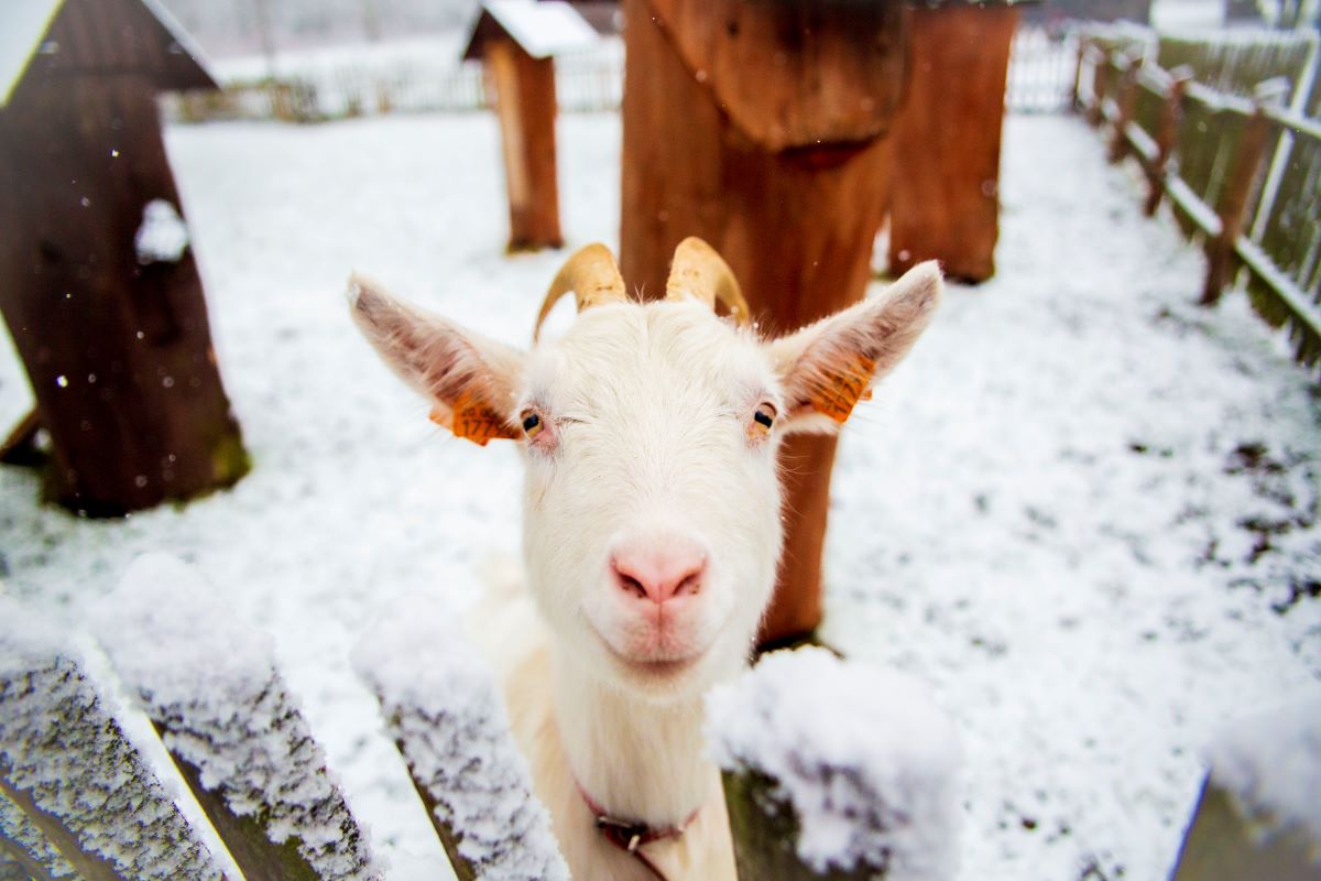 Dzień Babci i Dziadka w MGPE – ETNOspacer i warsztaty plastyczne