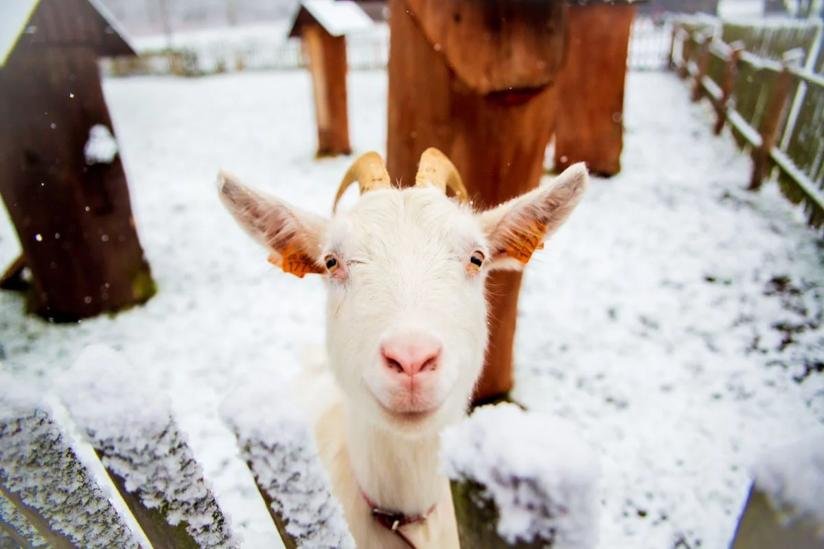 Dzień Babci i Dziadka w MGPE – ETNOspacer i warsztaty plastyczne