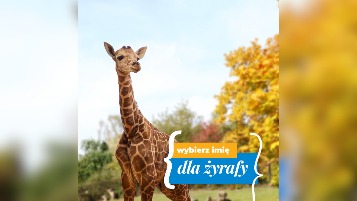 Lea, Linda, Lotzzi czy Lora? Wybierz imię dla żyrafy z chorzowskiego ZOO!