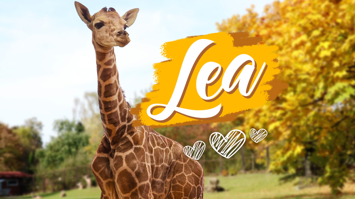 Lea – imię dla młodej żyrafy wybrane przez społeczność Śląskiego ZOO