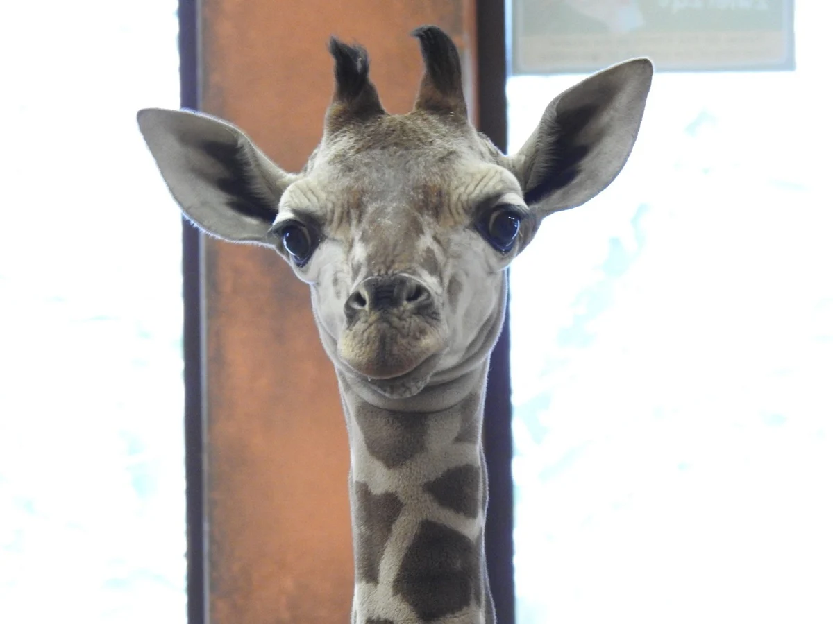 Lea – młoda gwiazda Śląskiego ZOO