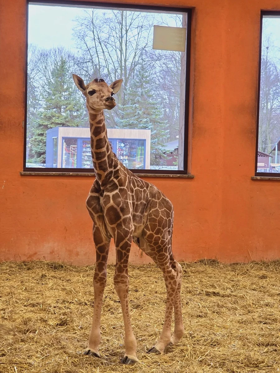 Lea – młoda gwiazda Śląskiego ZOO