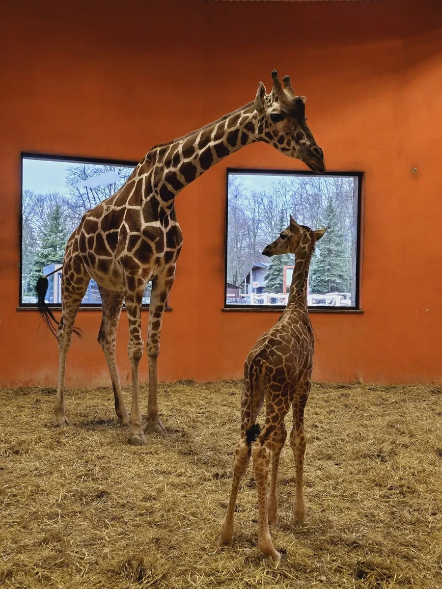 Lea – młoda gwiazda Śląskiego ZOO
