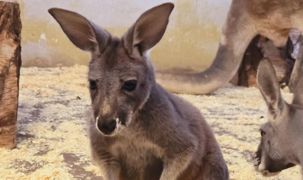 Wiosną zobaczysz młodego kangura w Śląskim ZOO!