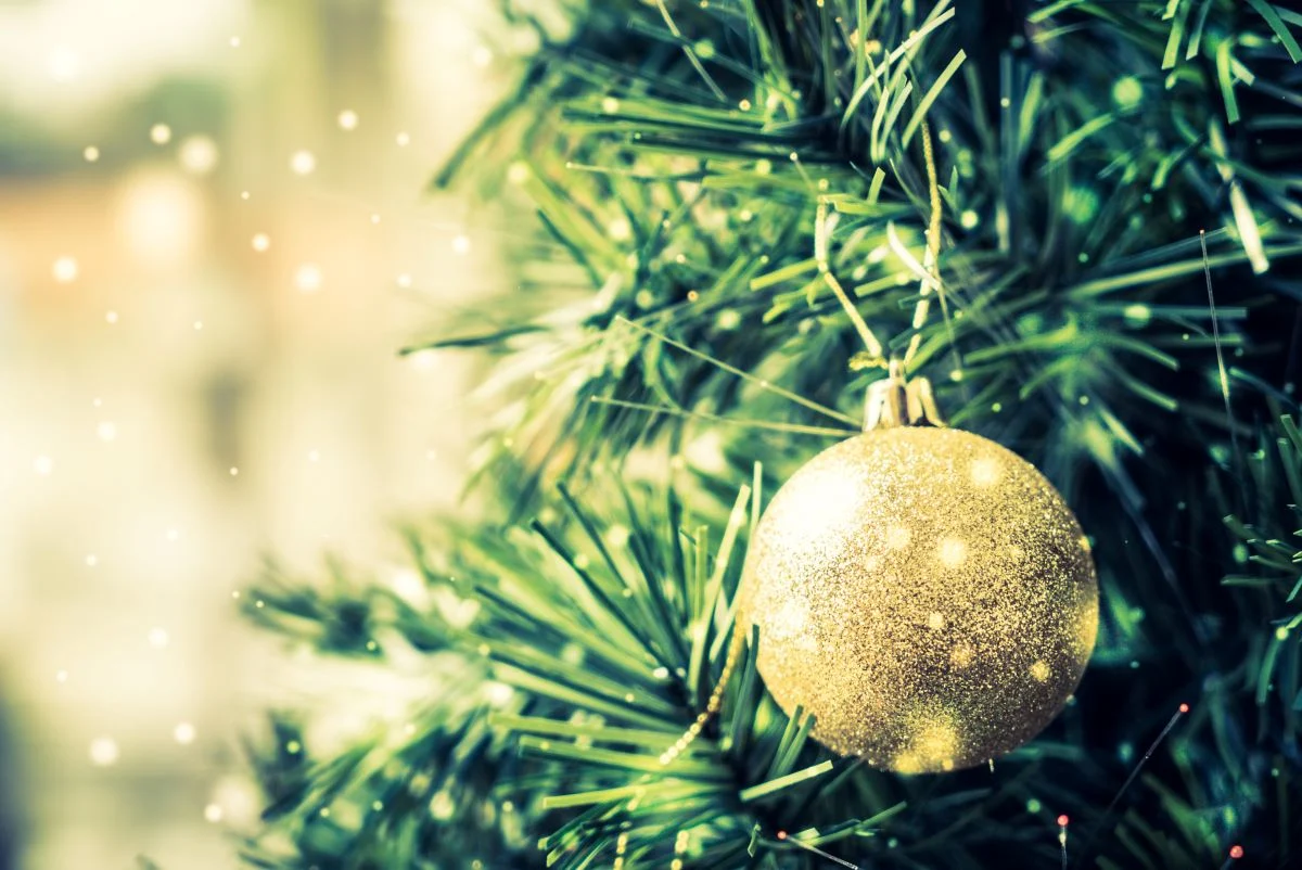 Ekologiczne sprzątanie miasta – odbiór żywych choinek już trwa