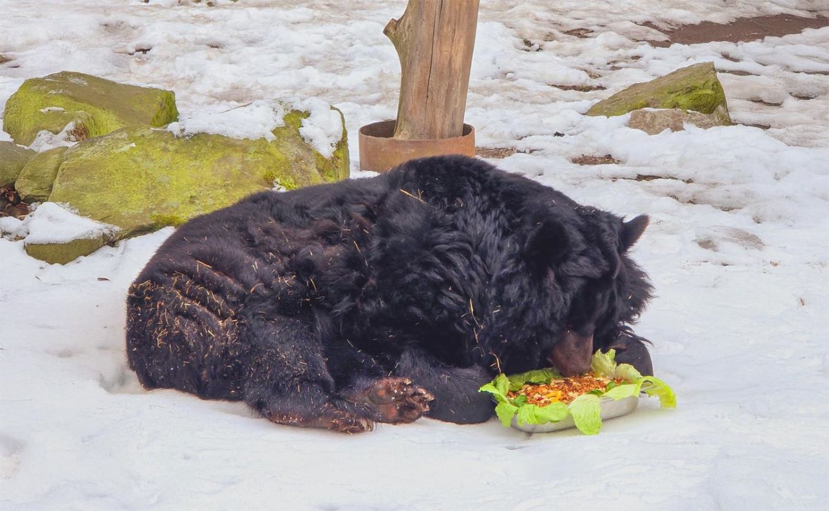 Słodki jubileusz Kasi – wyjątkowe 38. urodziny niedźwiedzicy