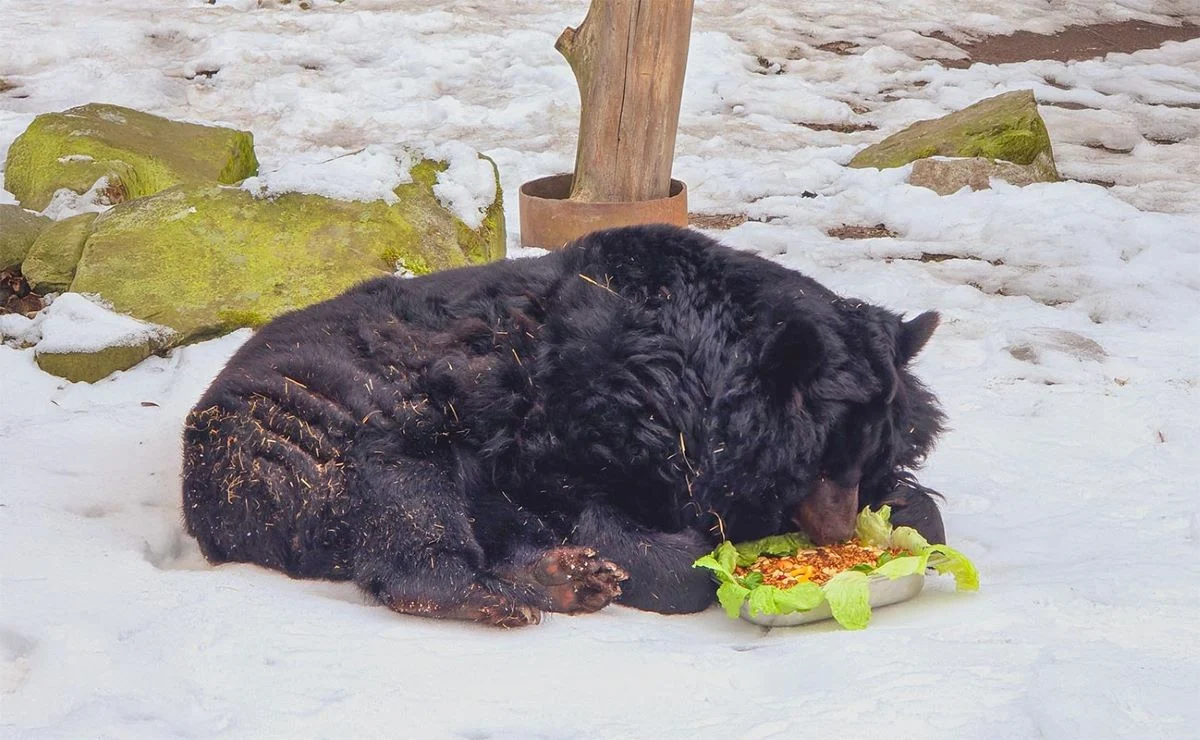 Słodki jubileusz Kasi – wyjątkowe 38. urodziny niedźwiedzicy