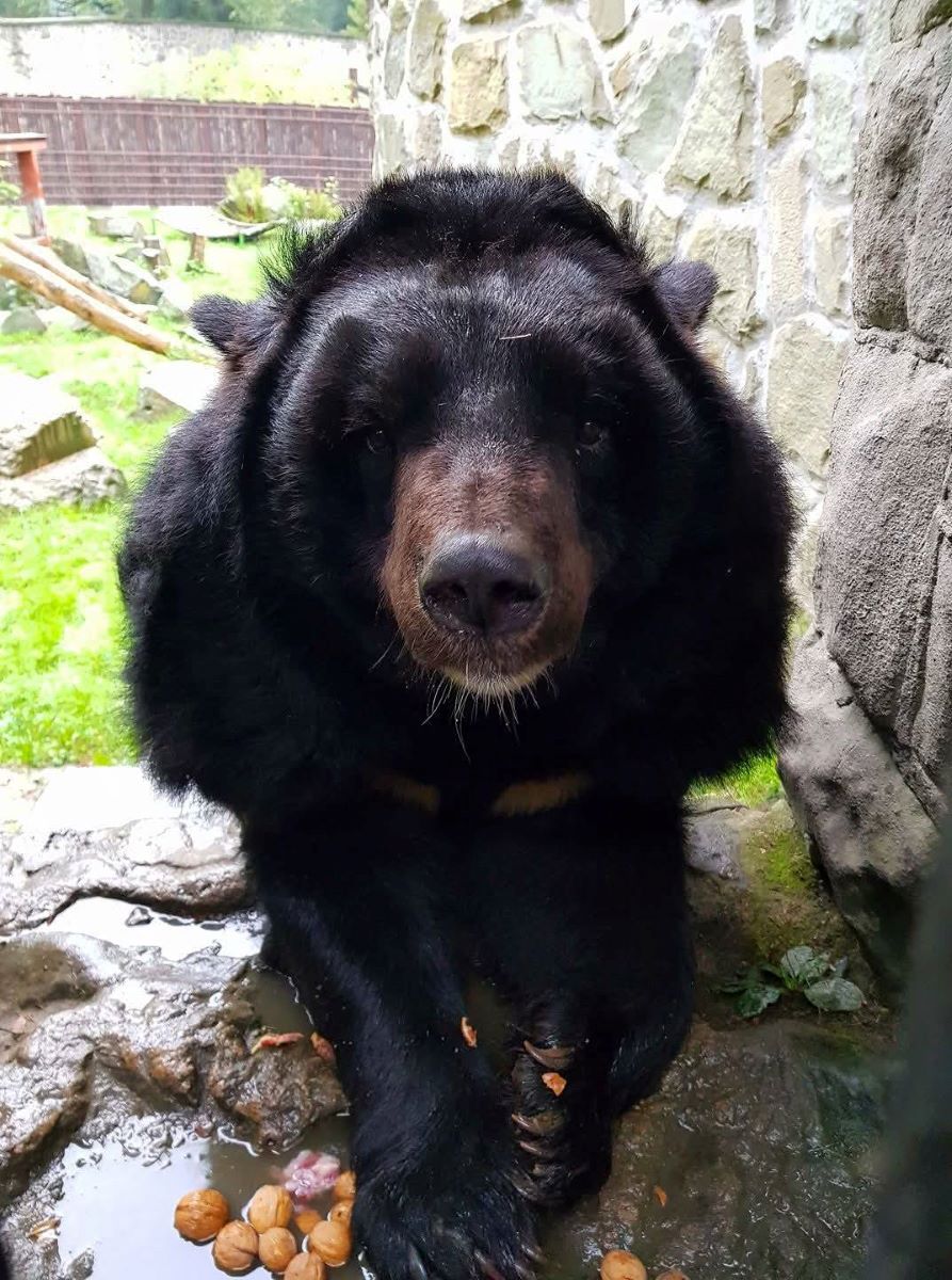 Słodki jubileusz Kasi – wyjątkowe 38. urodziny niedźwiedzicy