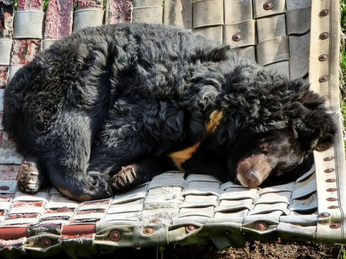 Słodki jubileusz Kasi – wyjątkowe 38. urodziny niedźwiedzicy