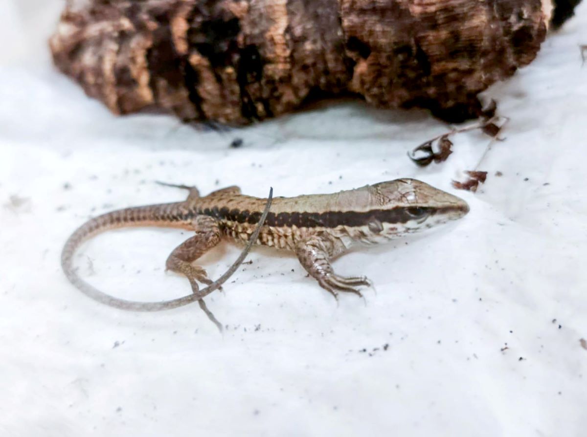 Tropikalna jaszczurka w Śląskim ZOO. Poznaj Ameivę ameiva